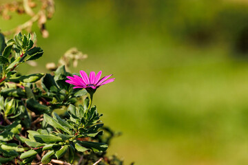 pink flower in the garden, outdoors, close up