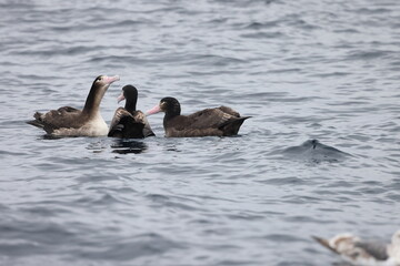 Short-tailed albatross (Diomedea albatrus) in Japan
