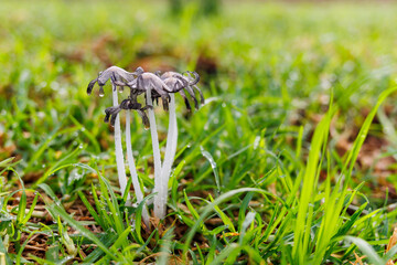 Mushroom in nature, growind outdoors, close up photo.