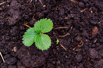 New plants growing, in garden, sustainable nature.