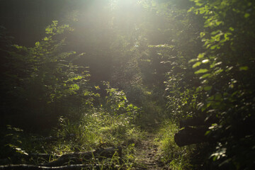 Light on path in forest. Light in forest. Trail in wilderness.