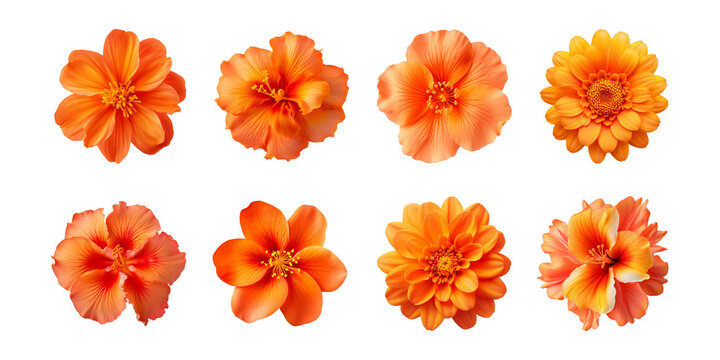 Collection of various orange flowers isolated on a transparent background