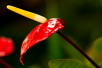 Antúrio flor vermelha com  haste amarela.