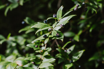 Myrtle branches with dark blue berries on a sunny day.