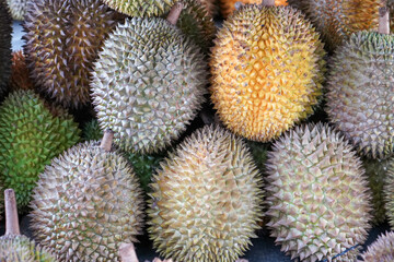Naklejka na ściany i meble Durian is a tropical fruit distinguished by its large size and spiky, hard outer shell. It has a pungent smell, custard-like flesh with large seeds. The durian is the edible fruit of several tree.