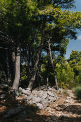 Fototapeta na wymiar Amazing green cedar trees on a hill on a sunny day.
