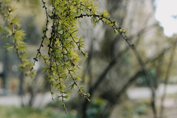 Fluffy fresh branches of larch. Close-up.