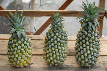 The pineapple (Ananas comosus) is a tropical plant with an edible fruit and is the most...
