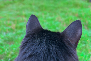 Obraz premium Cat looks at the street through the roof window. Close-up view of the cat's head from behind. Cat ears close-up.