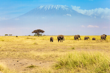 Fototapeta premium Herd of African elephants