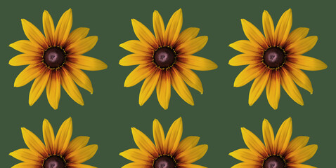 Echinacea 'Parrot' coneflower/ Echinacea 'Funky yellow' flower ring. Cut out. Vibrant flower bloom pattern. Round ring. Floral wallpapers and backgrounds