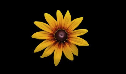 Echinacea 'Parrot' coneflower/ Echinacea 'Funky yellow' flower ring. Cut out. Single vibrant flower bloom - obrazy, fototapety, plakaty