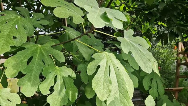 Fig plant in a greenhouse, large green leaves. Ficus carica. Large green leaves close up