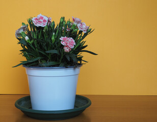 carthusian pink (Dianthus carthusianorum) flower
