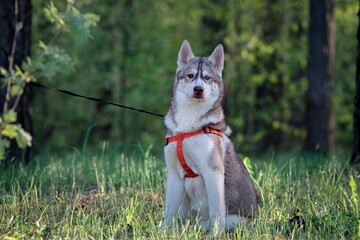 Portrait of a beautiful purebred husky in the autumn forest.