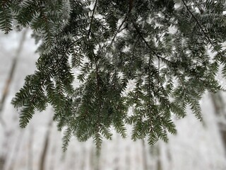 Evergreen hemlock Pine branches covered in snow on a winter day