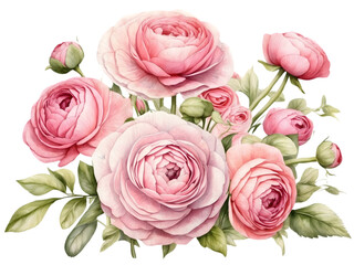Watercolor of a bouquet of pastel pink Ranunculus flowers. A bunch of beautiful flower petal. Floral for decoration for valentine or wedding. 