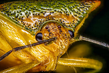 A Green Shield Bug Portrait