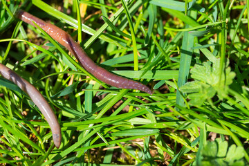 Useful Earthworm in the Nature