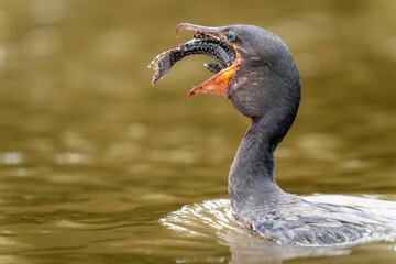 neotropic cormorant fishing in river in tropical Pantanal