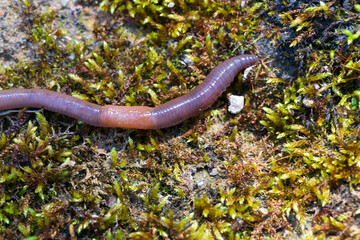 Useful Earthworm in the Nature