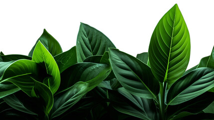 green leaves isolated on transpartent background