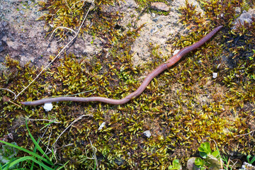 Useful Earthworm in the Nature