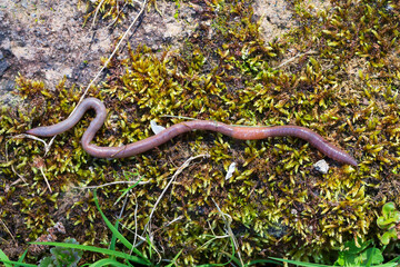 Useful Earthworm in the Nature