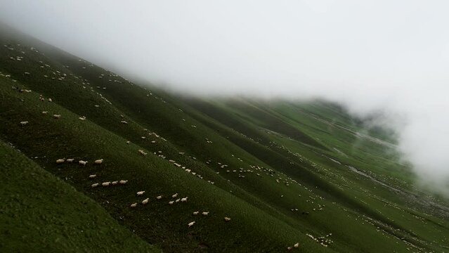 Flock Of The Sheep On The Green Mountain