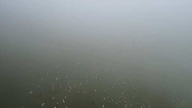 Flock Of The Sheep On The Green Mountain
