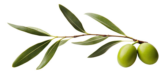 Delicious olives with leaves, cut out