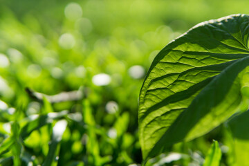 Green leaves pattern background, Closeup nature of fresh green leaf background.