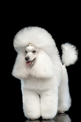 White poodle on a black background