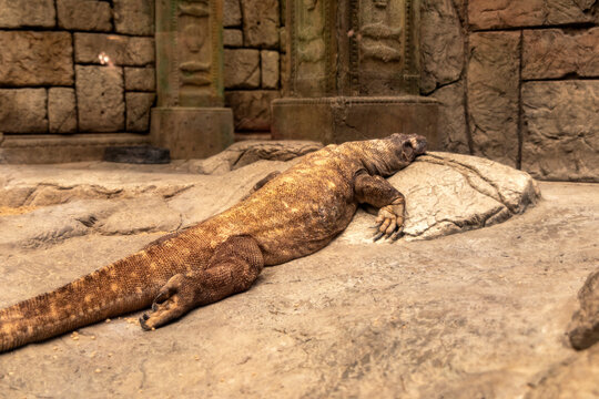 Photograph of a Komodo dragon, also called Komodo monster and Komodo monitor resting on a stone at the Mandalay Bay Resort and Casino on the Las Vegas Strip.