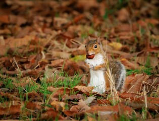 Naklejka na ściany i meble Adorable squirrel standing in a pile of autumn leaves, its mouth filled with a freshly found nut.