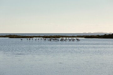 Flock of aquatic birds walking on the surface of a tranquil lake.