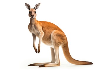 Red kangaroo isolated on white background