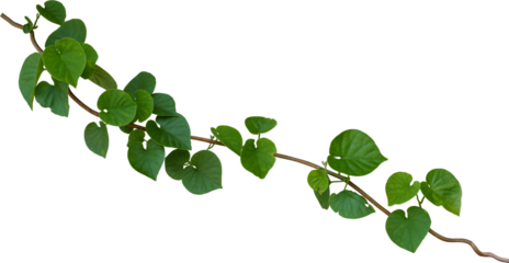 Vine plant, Branch creeper leaf green, Liana tropical nature.