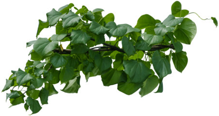 Vine plant, Branch creeper leaf green, Liana tropical nature.
