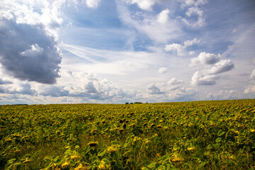 Fototapeta na wymiar Sunflowers on a field.