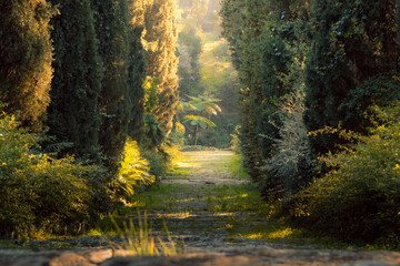 Palmier éclairer par un rayon de soleil le bout d'une rangé de pin, Domaine du Rayol, Le jardin des méditerranées - obrazy, fototapety, plakaty