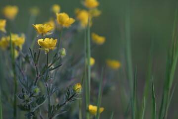 fiori gialli di ranuncolo in primavera