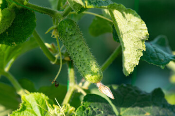 Fresh cucumber on the stem growing