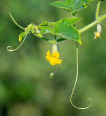 Young cucumber with flower on the stem growing