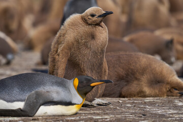 Young King Penguin (Aptenodytes patagonicus) covered in brown fluffy down at Volunteer Point in the Falkland Islands.