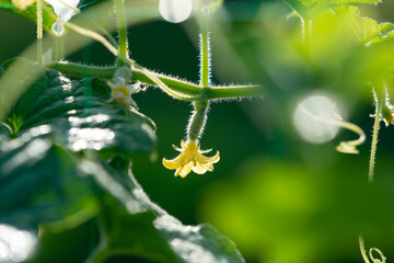 Young cucumber with flower on the stem growing