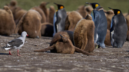Dolphin Gull (Leucophaeus scoresbii) scavenging at a King Penguin colony at Volunteer Point in the Falkland Islands