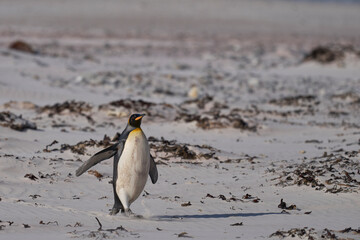 King Penguin (Aptenodytes patagonicus) walking across a sandy beach after coming ashore from...