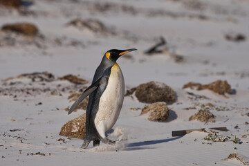 King Penguin (Aptenodytes patagonicus) walking across a sandy beach after coming ashore from...