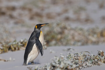 King Penguin (Aptenodytes patagonicus) walking across a sandy beach after coming ashore from feeding in the sea at Volunteer Point in the Falkland Islands.